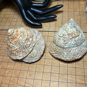 2 Trochus or Tectus Shell Unpolished Natural Iridescent Seashells 2.75”D-2.5”D